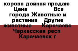 корова дойная продаю › Цена ­ 100 000 - Все города Животные и растения » Другие животные   . Карачаево-Черкесская респ.,Карачаевск г.